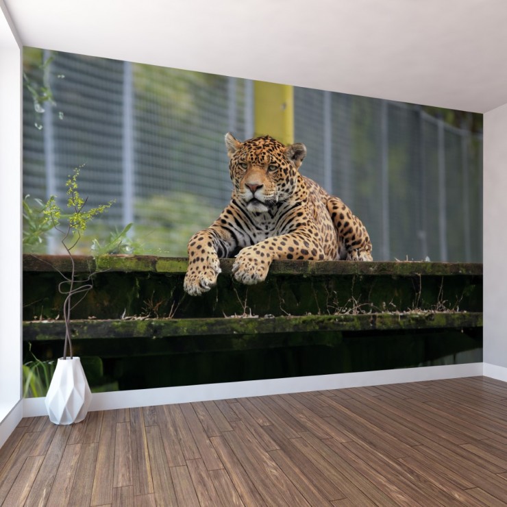 Jaguar Duvar Posteri