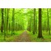Güzel Yeşil Orman Duvar Posteri