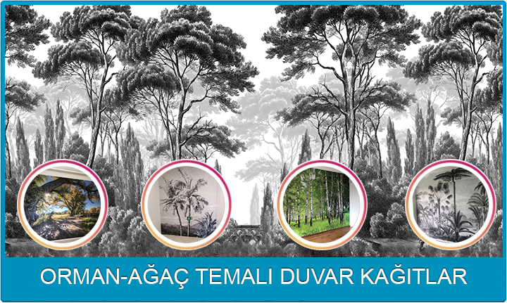 Orman Ağaç Duvar Kağıtları